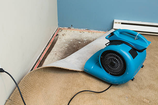 Best Mold removal after water damage  in Kalispell, MT